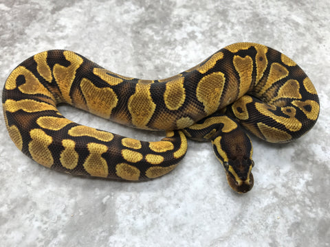 Enchi Asphalt or Yellow Belly