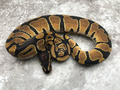 Het Desert Ghost Het Pied