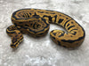 Leopard Spotnose Het Clown