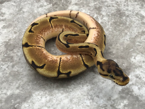 Spider Enchi Het Desert Ghost Het TSK Axanthic