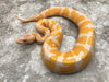 Lavender Blade Het Clown pos Het Pied