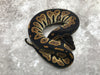 Blackhead Yellow Belly Het Desert Ghost
