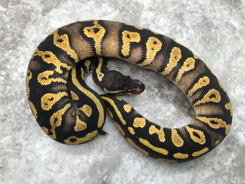 Pastel Blackhead Yellow Belly Het Desert Ghost