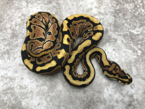 Spotnose Het Hypo Het Clown