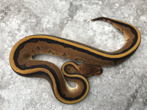 Genetic Stripe Het Hypo