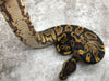 Yellow Belly Het Desert Ghost Het Black Axanthic