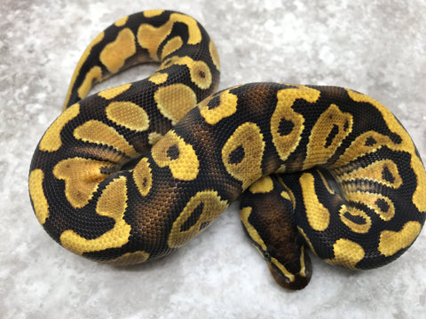 Asphalt Chocolate Fire Het Desert Ghost