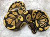 Asphalt Chocolate Fire Het Desert Ghost