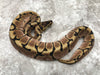 Spider Asphalt Het Desert Ghost Het TSK Axanthic