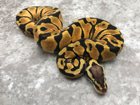 Pastel Blade Het Clown Het Lavender