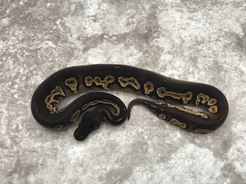 Super Blackhead Yellow Belly Het Desert Ghost