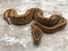 Blackhead Leopard Spider Fire Pinstripe Het TSK Axanthic