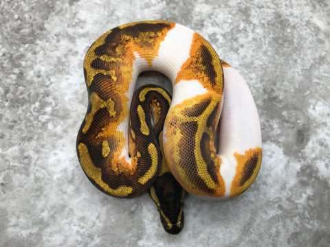 Enchi Yellow Belly Pied