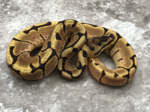 Spider Enchi Asphalt Het Desert Ghost Het TSK Axanthic