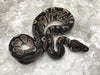Black Axanthic