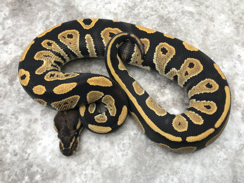 Blackhead Desert Ghost