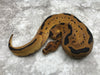 Blade Clown Het Lavender pos Het Pied