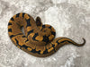 Blade Het Clown Het Lavender pos Het Pied