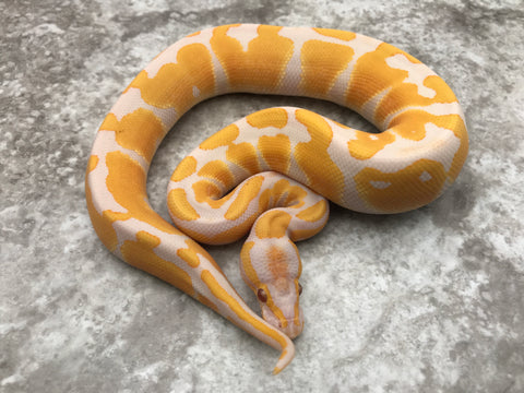 Lavender Blade Het Clown pos Het Pied