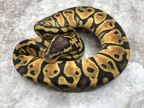 Pastel Het Clown Het Desert Ghost