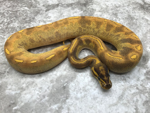 Blackhead Enchi Super Asphalt or Freeway