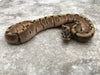Spider Asphalt Het Desert Ghost Het TSK Axanthic