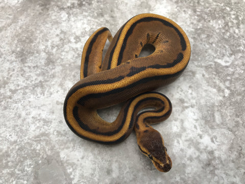 Genetic Stripe pos. Het Hypo