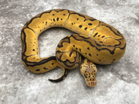 Pastel Clown Het Lavender