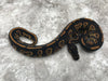 Blackhead Yellow Belly Het Desert Ghost
