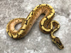 Enchi Asphalt Spider Het Desert Ghost
