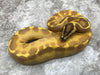Super Enchi Freeway