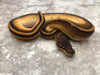 Blackhead Orange Dream Genetic Stripe
