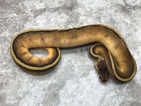 Pastel (Pos. Blackhead) Genetic Stripe