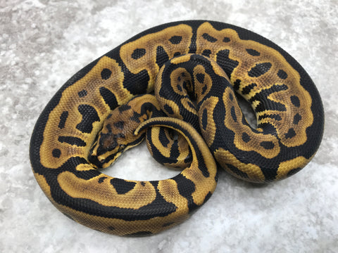 Leopard Spotnose Het Clown