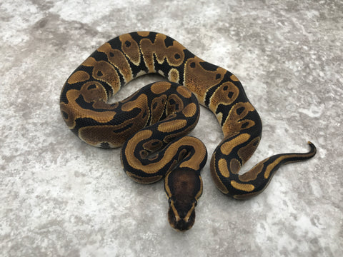 Het Desert Ghost Het TSK Axanthic