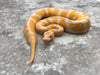 Lavender Blade Het Clown pos Het Pied