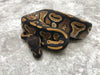 Blackhead Het Genetic Stripe Het Clown
