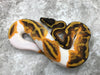 Enchi Yellow Belly Pied