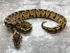 Pastel Het Clown Het Desert Ghost