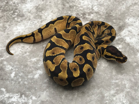 Enchi Asphalt Het Desert Ghost Het TSK Axanthic