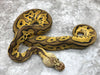Pastel Leopard Clown Het Desert Ghost