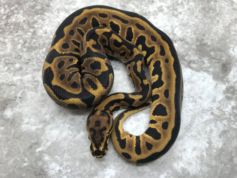 Leopard Spotnose Het Clown