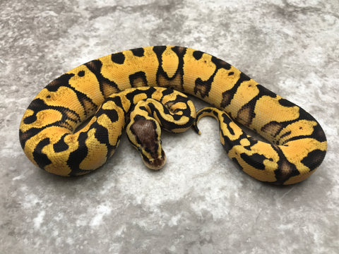 Pastel Yellow Belly Blade Het Clown Het Lavender