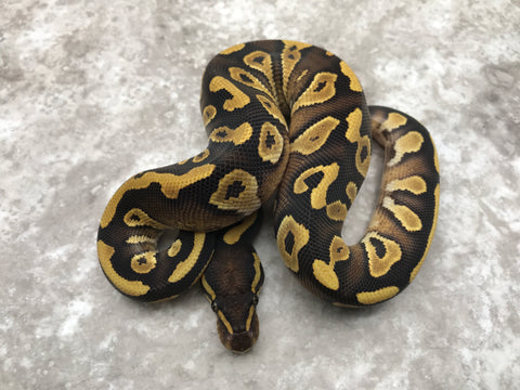 Mojave Yellow Belly Het Desert Ghost
