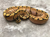 Spider Enchi Asphalt Chocolate Het Desert Ghost pos Het Hypo