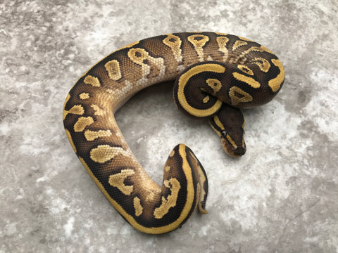 Mojave Yellow Belly Het Pied