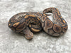 Black Pastel Hypo Het Clown