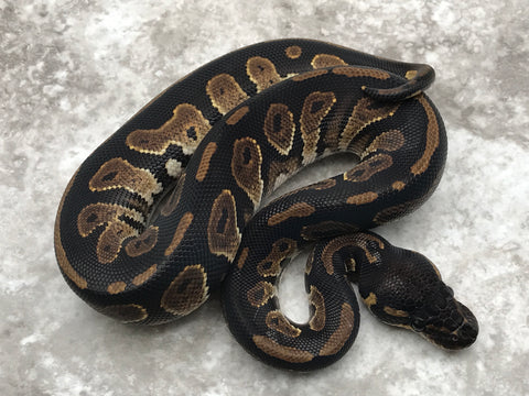 Blackhead Het Desert Ghost