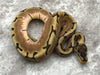 Spider Enchi Het Desert Ghost Het TSK Axanthic
