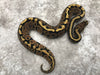 Spotnose Het Clown